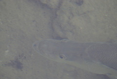 Centropomus undecimalis