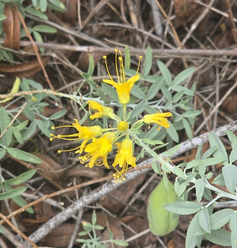 iNaturalist observation photo of Bladderpod