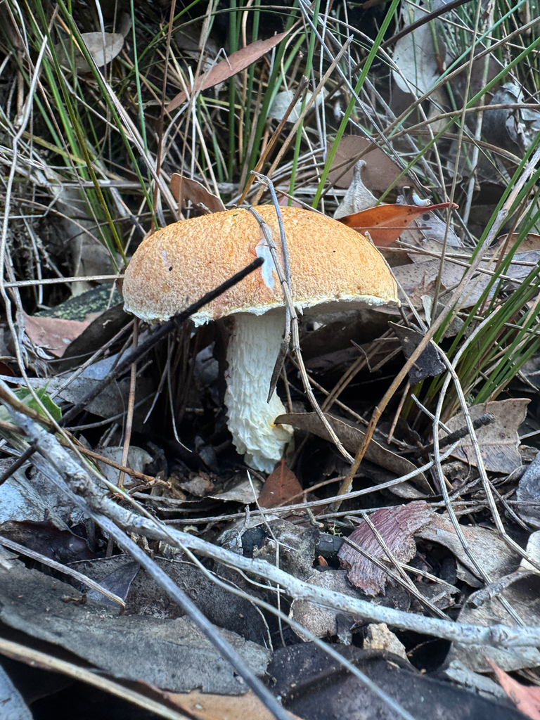 Austroboletus occidentalis