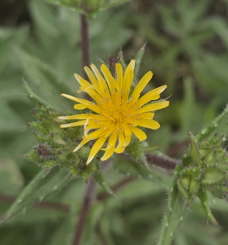 iNaturalist observation photo of bristly oxtongue