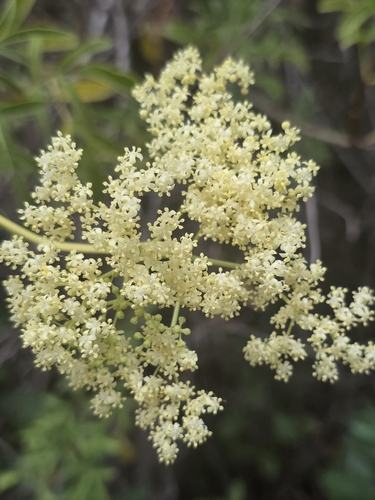 iNaturalist observation photo of Blue Elderberry