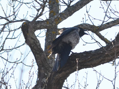 Corvus cornix