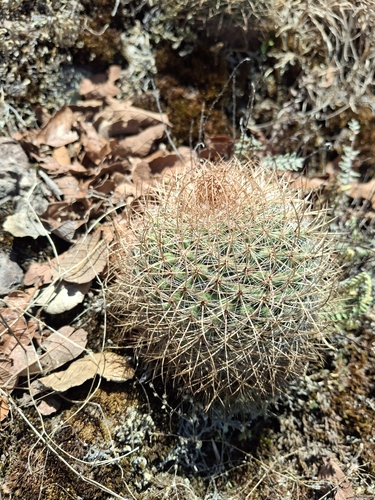 Mammillaria rhodantha