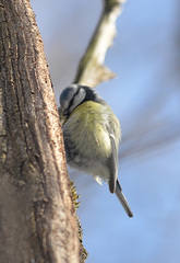 Cyanistes caeruleus