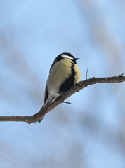 Parus major
