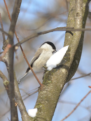 Poecile montanus