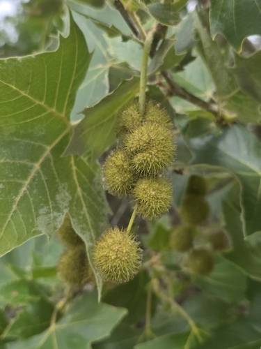 iNaturalist observation photo of western sycamore
