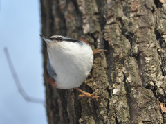 Sitta europaea