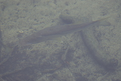 Centropomus undecimalis