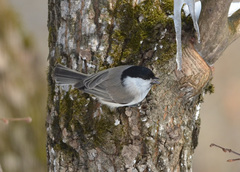 Poecile montanus
