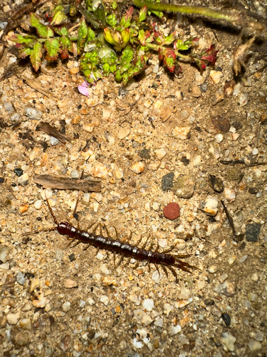 iNaturalist observation photo of Brown Centipede