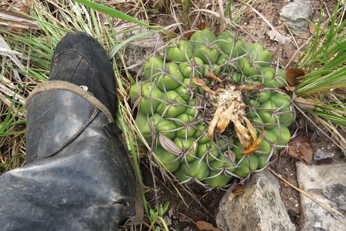Discocactus catingicola
