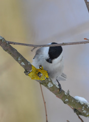 Poecile montanus