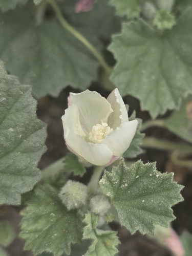 iNaturalist observation photo of alkali mallow