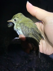 Chiroxiphia caudata