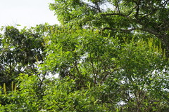 Vochysia tucanorum