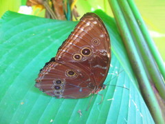 Morpho helenor peleides