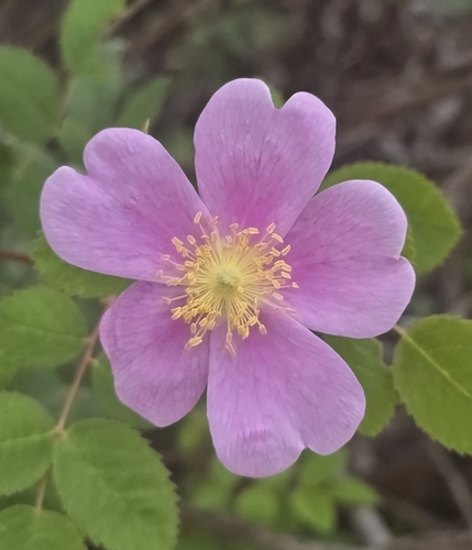 iNaturalist observation photo of California Wild Rose