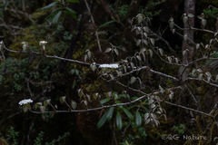 Viburnum nervosum