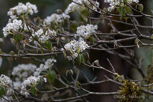 Viburnum nervosum, photograph 1