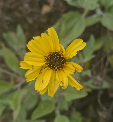 iNaturalist observation photo of California brittlebush