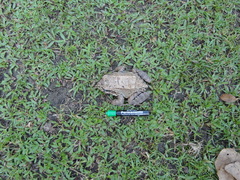 Leptodactylus rhodomerus