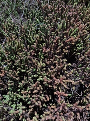 Sedum moranense, photograph (c) Jose Manuel Ramos Martinez, some rights reserved (CC BY)