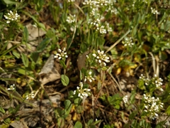 Noccaea perfoliata