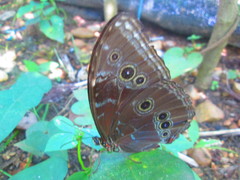 Morpho helenor peleides