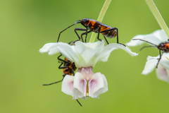 Oncopeltus famelicus