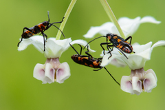 Oncopeltus famelicus