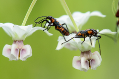 Oncopeltus famelicus