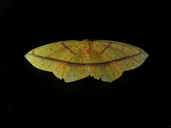 Periclina syctaria
