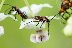 Oncopeltus famelicus