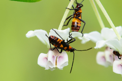 Oncopeltus famelicus