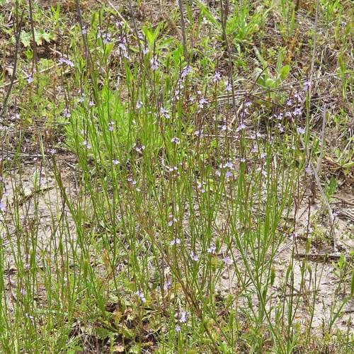 Verbena halei observed 2026-04-25