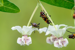 Oncopeltus famelicus