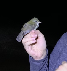 Chiroxiphia caudata
