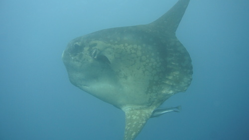 Bump-head Mola — seen at this dive site