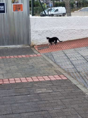 Avistamiento Gato montés (Sierra Nevada)