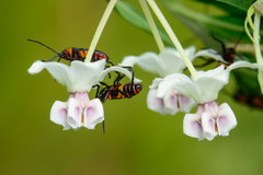 Oncopeltus famelicus