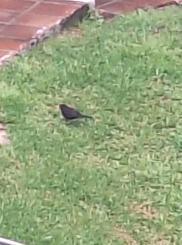 Avistamiento Turdus merula