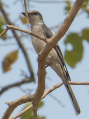 Pericrocotus cantonensis