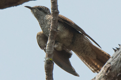 Cacomantis sonneratii