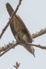 Cacomantis sonneratii