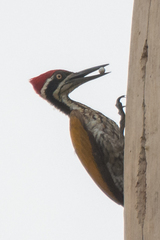 Chrysocolaptes guttacristatus