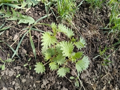Urtica dioica