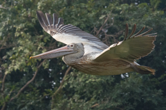 Pelecanus philippensis