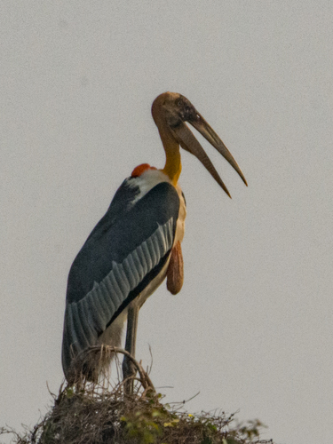 Greater Adjutant (Leptoptilos dubius), photo 9