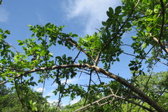 Commiphora leptophloeos